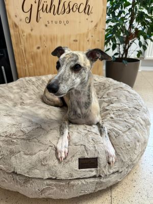 Whippet Makani Bagelbettchen Beige Gr. M