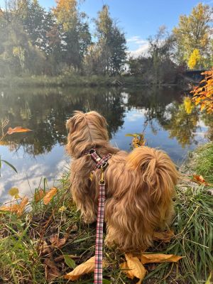 Tibet Terrier Juzsti in Hundegeschirr Flaneur, Größe S