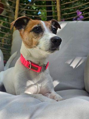  Jack Russell Nala in Halsband Softie Pink 