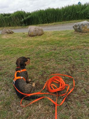 Dackel Iggy in Hundegeschirr Neonorange, Größe S mit Schleppleine Neonorange