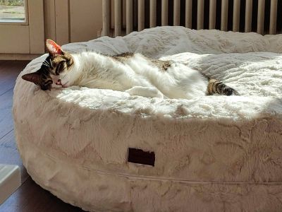  Katze Knoepfchen Bagel Wollweiss