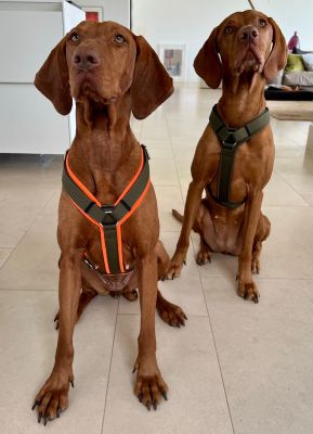Vizsla in Hundegeschirr Oliv und OlivxOrange, Größe L