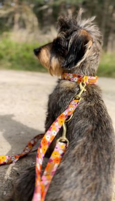 Dackel Enzo in Design Blumenmeer, Halsbandgröße M