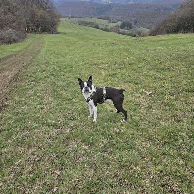 Boston Terrier Carlo (Gewicht 12 Kilo) in Brustgeschirr Entdecker, Größe M
