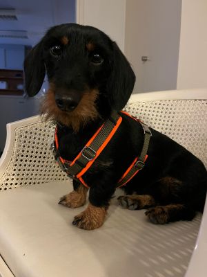 Dackel Hedi in Brustgeschirr S OLIV-Orange