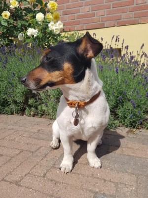 Jack Russel Terrier in Markenband Cognac