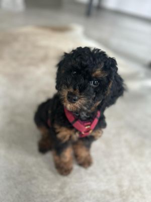 Pudelmaedchen Luna in Hundegeschirr Burgunder 2XS