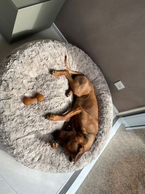 Ridgeback in Bagelbettchen Größe L, Fell Grau