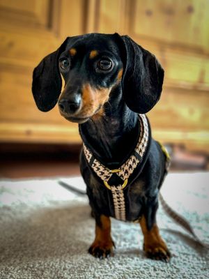 Zwergdackel Polly in Hundegeschirr Stadtgeflüster, Größe 2XS
