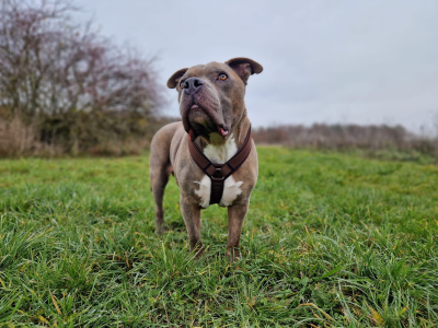 American Bullterrier Balin in Hundegeschirr Softie Dunkelblau, Größe L