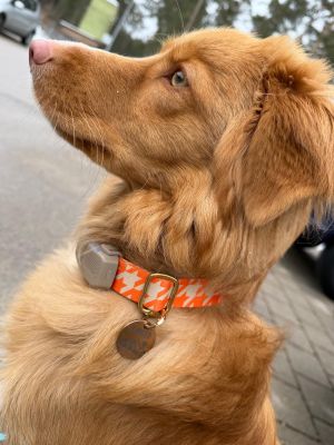 Nova Scotia Duck Tolling Retriever_in_Designerhalsband Tänzer, Größe L