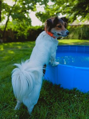 Vroni in Halsband Softie Orange, Größe M