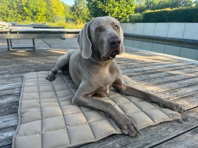 Weimaraner Udo auf Reisedecke Pocket, Beige