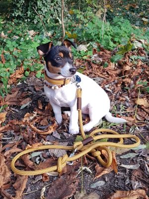 Jack Russell Terrier in Halsband Softie Karamell mit Tauleine Sweet Toffee Dunkelbraun