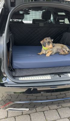 Zwergdackel Enzo auf Hundematte Ortho SAFE, Größe M