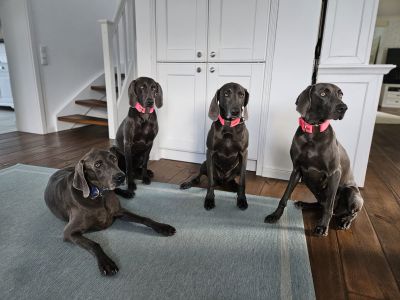 Weimaraner Gruppe mit Halsbänder Softie Neonpink und Dunkelblau, Größe XL