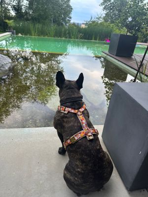 Französische Bulldogge Jonny in Hundegeschirr Blumenmeer, Größe M